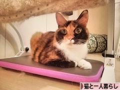 にほんブログ村 猫ブログ 猫と一人暮らしへ