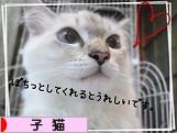 にほんブログ村 猫ブログ 子猫へ