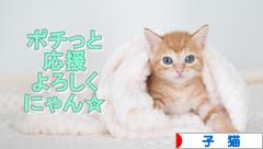 にほんブログ村 猫ブログ 子猫へ