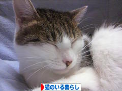 にほんブログ村 猫ブログ 猫のいる暮らしへ