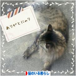 にほんブログ村 猫ブログ 猫のいる暮らしへ