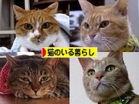 にほんブログ村 猫ブログ 猫のいる暮らしへ