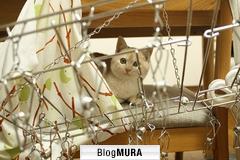 にほんブログ村 猫ブログ 猫のいる暮らしへ