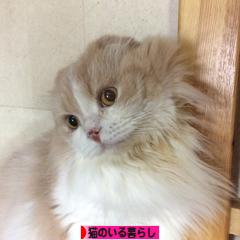 にほんブログ村 猫ブログ 猫のいる暮らしへ