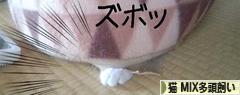 にほんブログ村 猫ブログ 猫 MIX多頭飼いへ