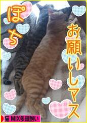 にほんブログ村 猫ブログ 猫 MIX 多頭飼いへ