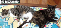 にほんブログ村 猫ブログ 猫 MIX多頭飼いへ