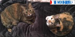 にほんブログ村 猫ブログ 猫 MIX多頭飼いへ