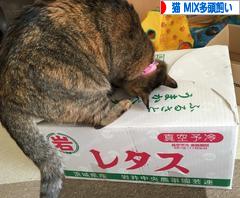 にほんブログ村 猫ブログ 猫 MIX多頭飼いへ