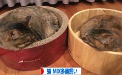 にほんブログ村 猫ブログ 猫 MIX多頭飼いへ