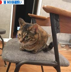 にほんブログ村 猫ブログ 猫 MIX多頭飼いへ