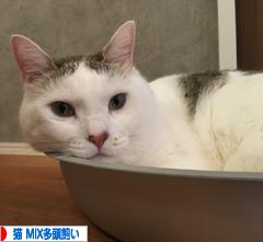 にほんブログ村 猫ブログ 猫 MIX多頭飼いへ