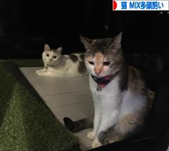 にほんブログ村 猫ブログ 猫 MIX多頭飼いへ