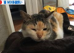 にほんブログ村 猫ブログ 猫 MIX多頭飼いへ