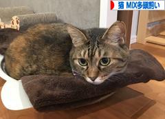 にほんブログ村 猫ブログ 猫 MIX多頭飼いへ