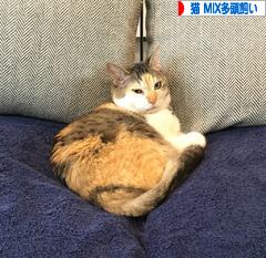 にほんブログ村 猫ブログ 猫 MIX多頭飼いへ