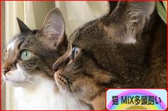 にほんブログ村 猫ブログ 猫 MIX多頭飼いへ