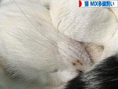 にほんブログ村 猫ブログ 猫 MIX多頭飼いへ