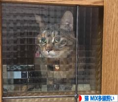 にほんブログ村 猫ブログ 猫 MIX多頭飼いへ