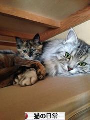 にほんブログ村 猫ブログ 猫の日常へ