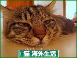 にほんブログ村 猫ブログ 猫 海外生活へ