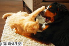 にほんブログ村 猫ブログ 猫 海外生活へ