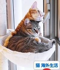 にほんブログ村 猫ブログ 猫 海外生活へ