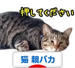 にほんブログ村 猫ブログ 猫 親バカへ