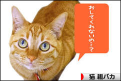 にほんブログ村 猫ブログ 猫 親バカへ