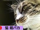 にほんブログ村 猫ブログ 猫 親バカへ