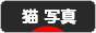 にほんブログ村 猫ブログ 猫 写真へ