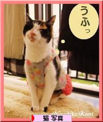 にほんブログ村 猫ブログ 猫 写真へ