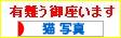 にほんブログ村 猫ブログ 猫 写真へ
