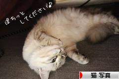にほんブログ村 猫ブログ 猫 写真へ