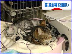 にほんブログ村 猫ブログ 猫 純血種多頭飼いへ