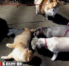 にほんブログ村 猫ブログ 猫 お出かけ・お散歩へ