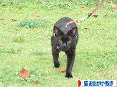 にほんブログ村 猫ブログ 猫 お出かけ・お散歩へ