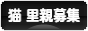 にほんブログ村 猫ブログ 猫 里親募集へ