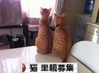 にほんブログ村 猫ブログ 猫 里親募集へ