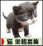 にほんブログ村 猫ブログ 猫 里親募集へ