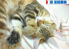 にほんブログ村 猫ブログ 猫 里親募集へ