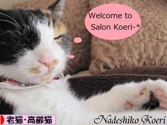 にほんブログ村 猫ブログ 老猫・高齢猫へ