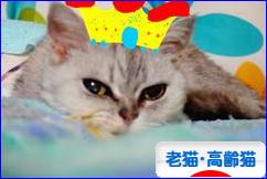 にほんブログ村 猫ブログ 老猫・高齢猫へ