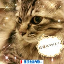にほんブログ村 猫ブログ 猫 完全室内飼いへ