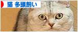 にほんブログ村 猫ブログ 猫 多頭飼いへ