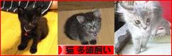 にほんブログ村 猫ブログ 猫 多頭飼いへ
