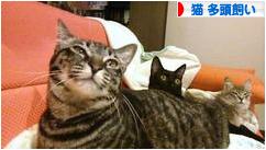 にほんブログ村 猫ブログ 猫 多頭飼いへ