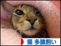 にほんブログ村 猫ブログ 猫 多頭飼いへ