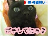 にほんブログ村 猫ブログ 猫 多頭飼いへ