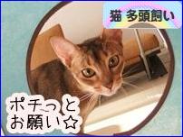にほんブログ村 猫ブログ 猫 多頭飼いへ
